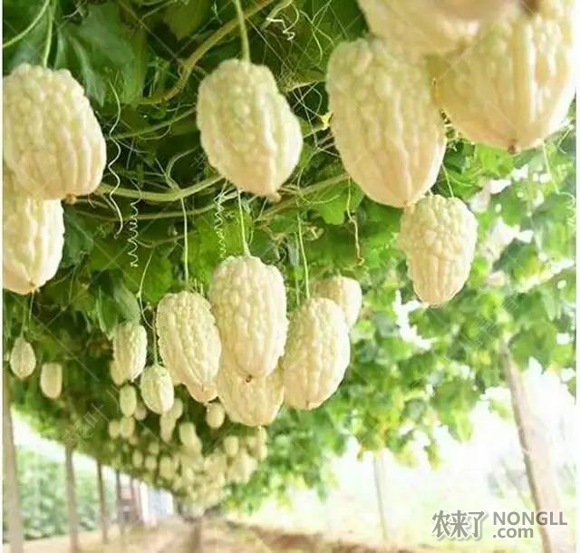 苹果苦瓜:一个奇怪的美味水果!