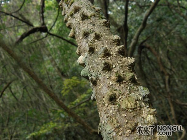 飞龙掌血